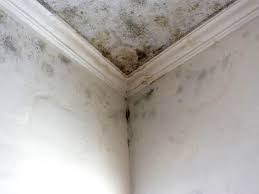 Why You Should Choose Our Mold Remediation Services in St Lawrence, PA